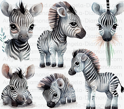 Cute Baby Zebra